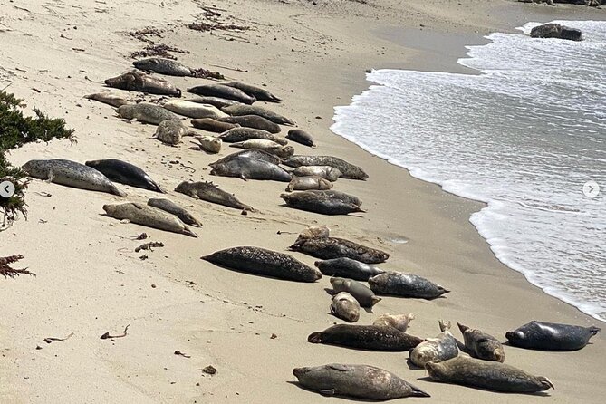 17-Mile Drive Electric Bike Guided Tour - Bird Rock and Seal Rock Creek Beach