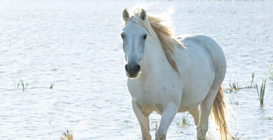 Aigues Mortes: safari en vélo - Ebike tour in Camargue - Photo stops for horses, bulls, and birds