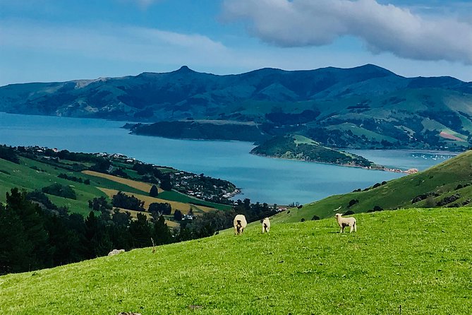 Akaroa Explorer- Guided Electric Bike Tour in Akaroa - Reaching the crater rim