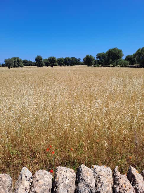 Alberobello: e-bike tour and orecchiette class - Why this tour works so well in Alberobello
