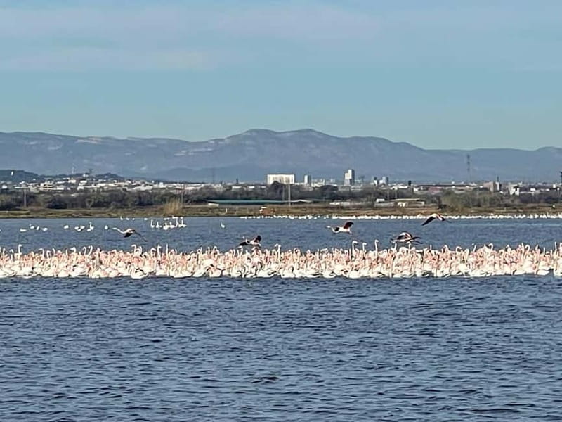 Albufera Bike Adventure: Wetlands, Beaches & Biodiversity - Choosing between almuerzo and a lagoon boat ride