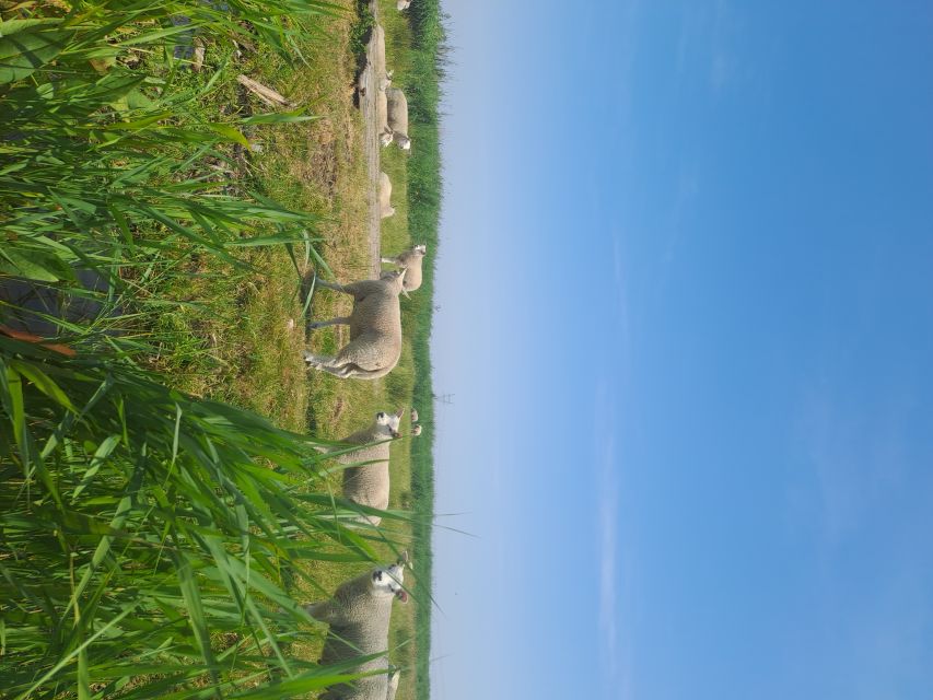 Amsterdam: Countryside Bike and Kayak Guided Tour - A countryside break with time to eat