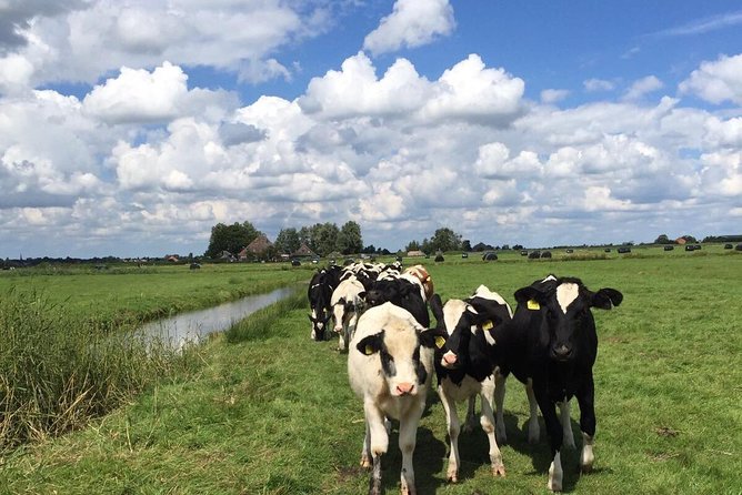 Amsterdam's Countryside Half-Day Bike Tour in Small Group - Waterland, where farms sit below sea level