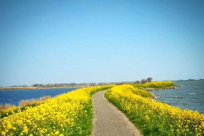 Amsterdam's Countryside Half-Day Bike Tour in Small Group - Holysloot and the apple-pie pause