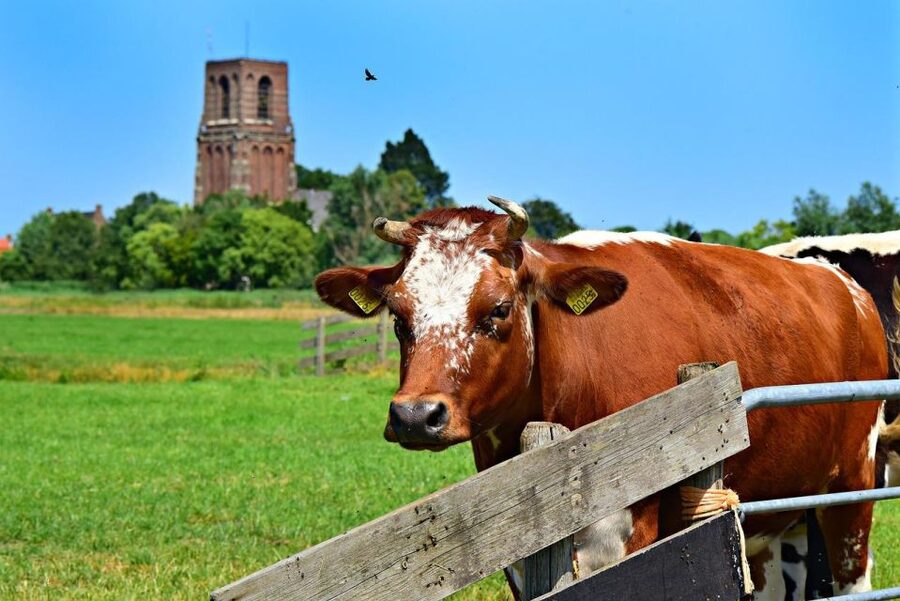Amsterdam: Waterland District Countryside Villages Bike Tour - Who will enjoy this half-day ride