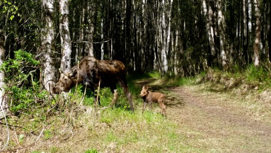 Anchorage: Coastal Trail 3-Hour City Bike Tour - Point Woronzof and the big coastal views