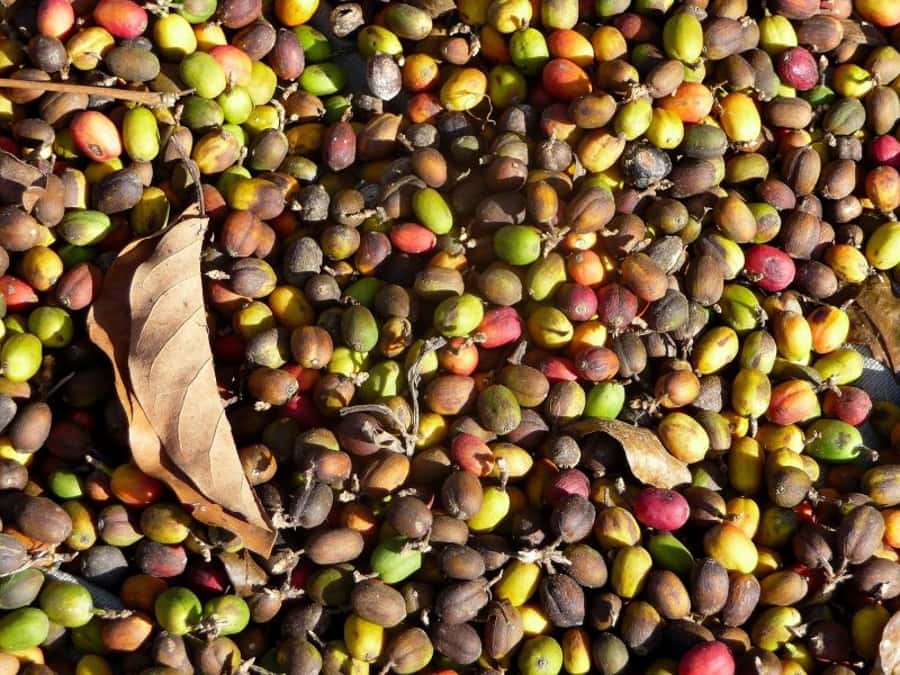 Antigua Sip 'n Cycle Half-Day Bike Ride and Coffee Tour - Who will enjoy this half-day outing