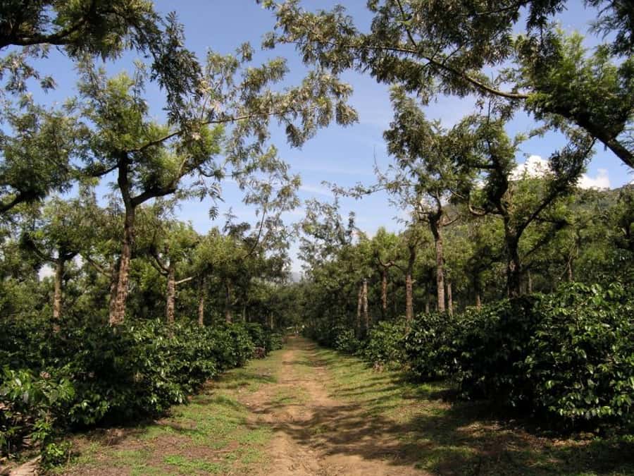 Antigua Sip 'n Cycle Half-Day Bike Ride and Coffee Tour - A gentle ride with room to look around