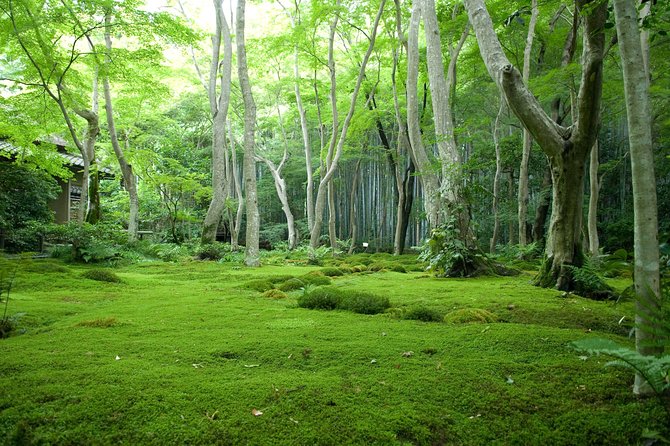 Arashiyama Bamboo Forest E-Biking Tour - Walking through Arashiyama Bamboo Forest
