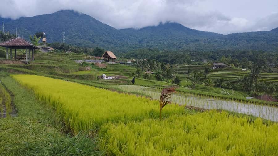 Bali: Jatiluwih Rice Terraces 1 Hour Electric Bike Tour - Bamboo forests, villages, and everyday Bali