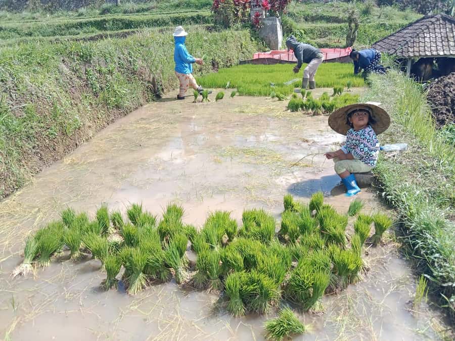 Bali: Jatiluwih Rice Terraces 1 Hour Electric Bike Tour - Booking tips for a smoother outing