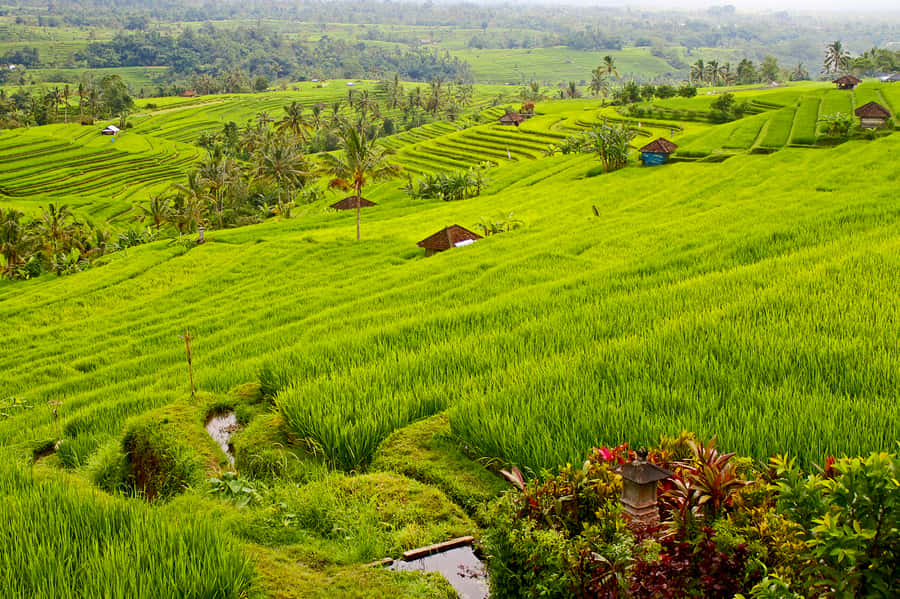 Bali: Jatiluwih Rice Terraces 1 Hour Electric Bike Tour - The first ride through the rice terraces