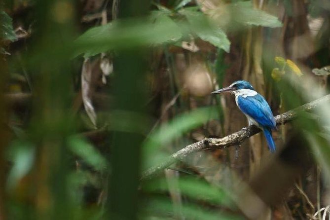 Bangkok Jungle Bike Tour - Hotel-pickup & Lunch - Who should book this Bangkok bike tour?