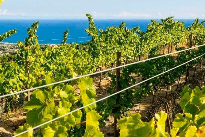 Barcelona eBike Beach Private Tour to Vineyards & Picnic - Is the $302.33 price worth it?