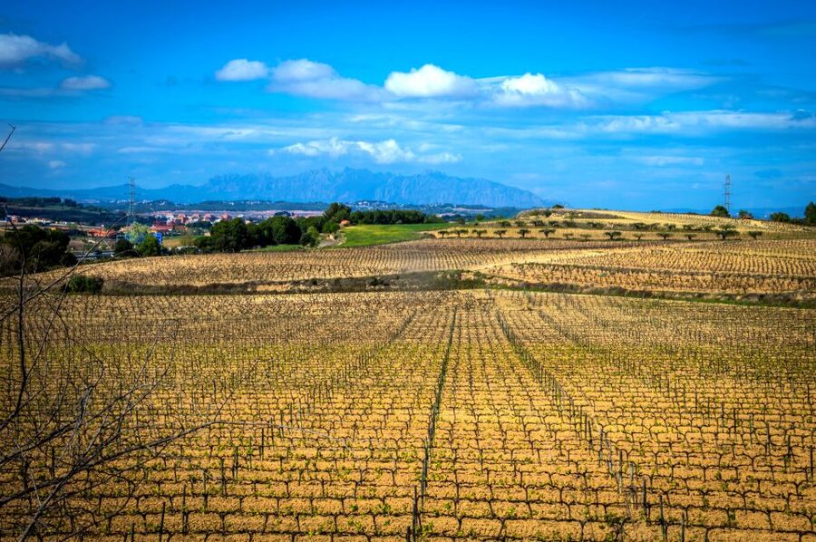 Barcelona: Guided Half-Day Wine and Electric Bike Tour - Pedaling through Penedès country
