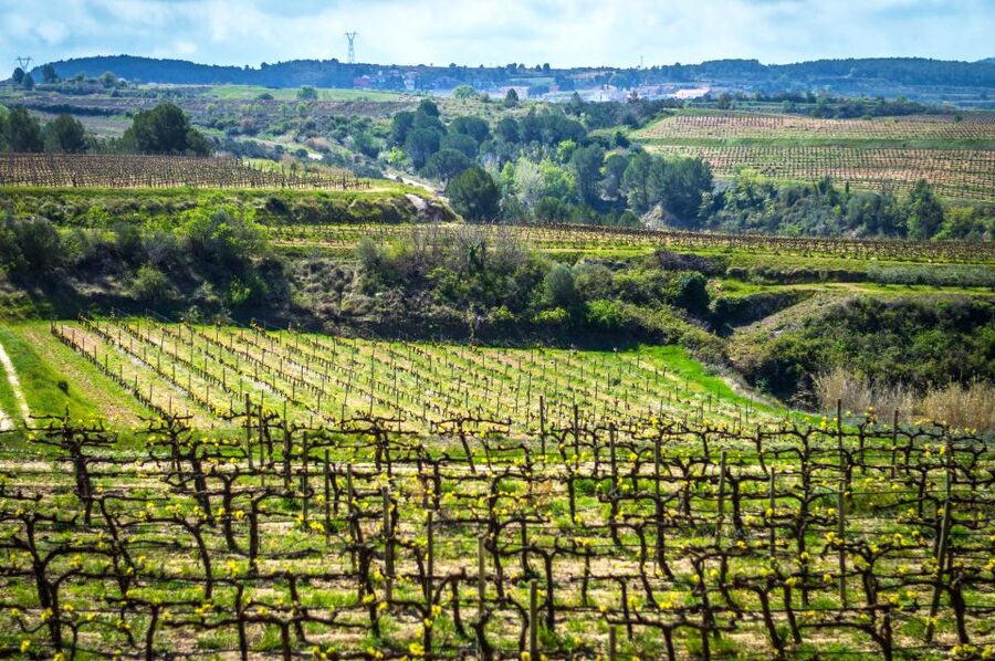 Barcelona: Guided Half-Day Wine and Electric Bike Tour - Three glasses of wine and cava