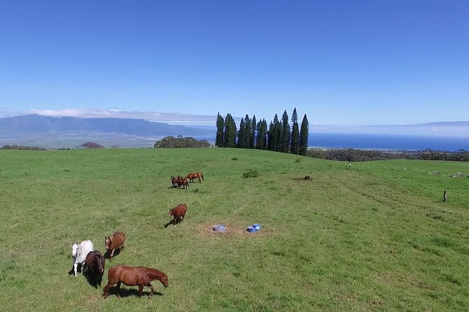 Best Haleakala Downhill Self-Guided Bike Tour with Maui Sunriders - Makawao brings the most character
