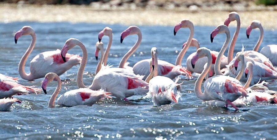 Cagliari E-Bike Tour: Canals & Flamingos at Molentargius - Crossing the lagoon toward Poetto Beach