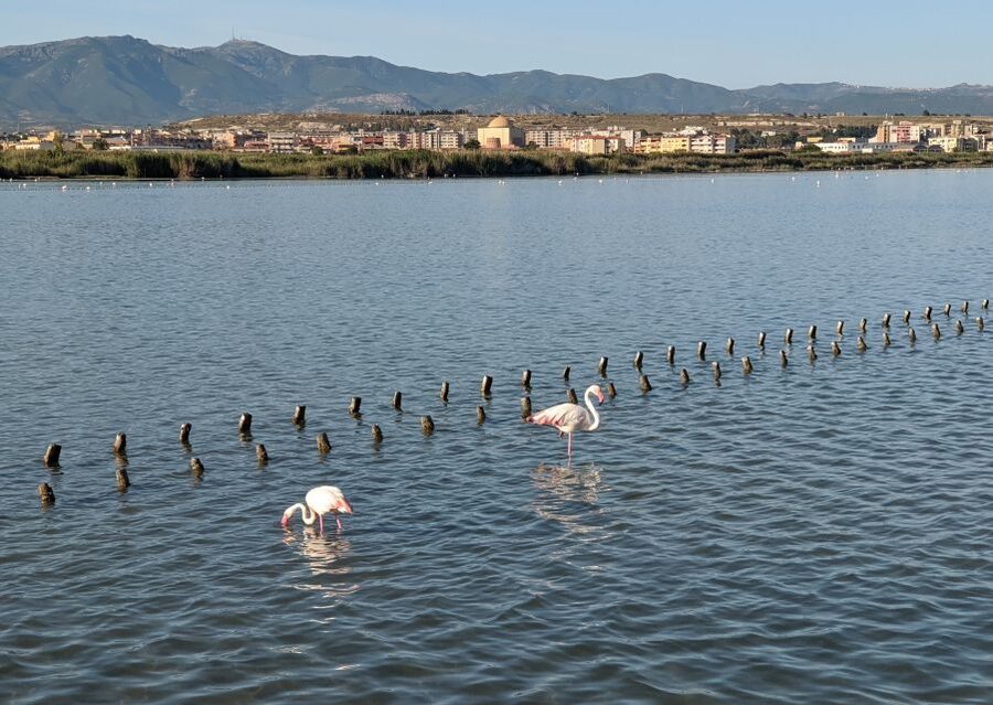 Cagliari E-Bike Tour: Canals & Flamingos at Molentargius - The guides make the ride more than a rental
