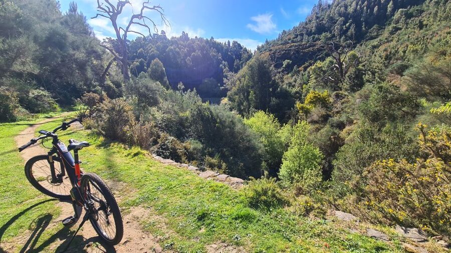 Camacha: Levada Trail e-Bike Guided Tour - The water mill and the unusual tree