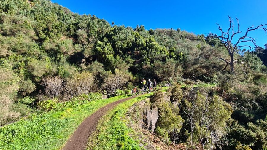 Camacha: Levada Trail e-Bike Guided Tour - The return through oak country