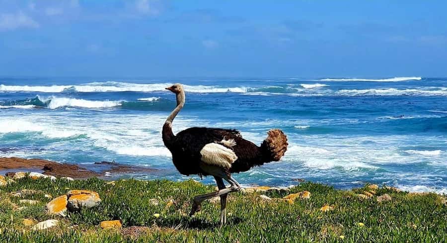 Cape Town: E-Bike Cape Peninsula Tour - Riding through the Cape of Good Hope Nature Reserve