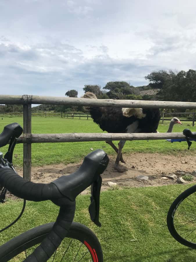 Cape Town: Peninsula Road Bike Tour - The final Suikerbossie climb and lunch