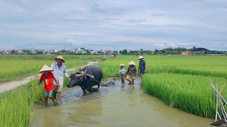 Cycling, Water Buffalo Riding, Traditional Farming Life - Why this Cam Thanh outing feels different