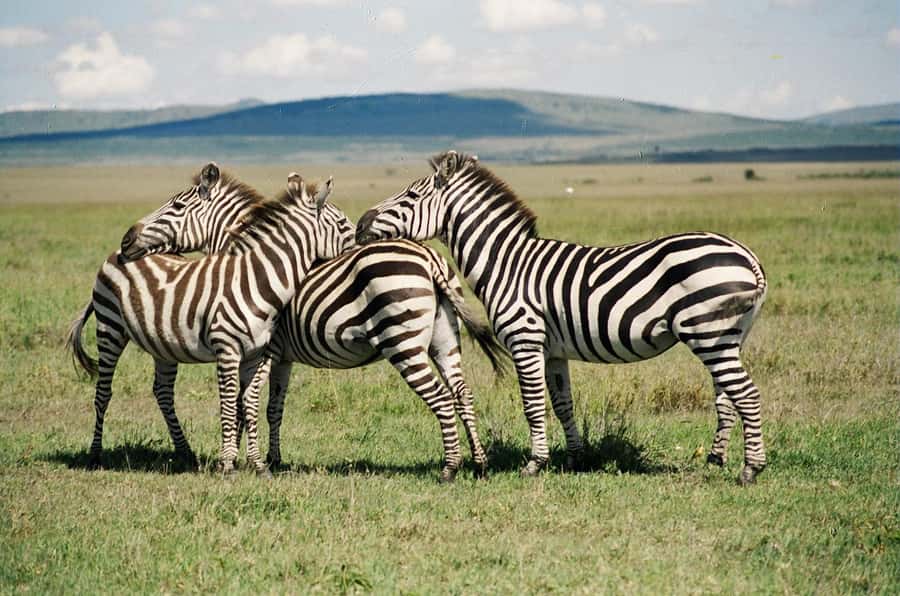 Day Trip: Hell's Gate Bike Ride & Lake Naivasha Boat Ride - Key points to know before booking