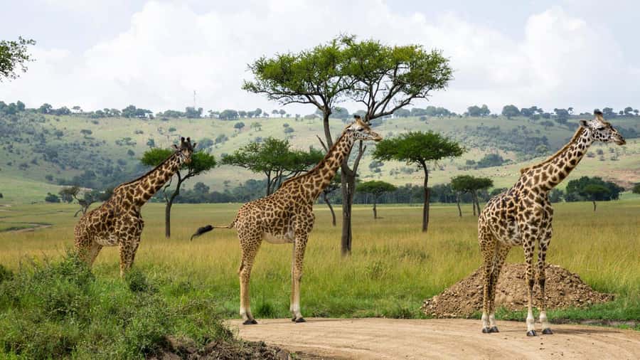 Day Trip: Hell's Gate Bike Ride & Lake Naivasha Boat Ride - A boat safari on Lake Naivasha