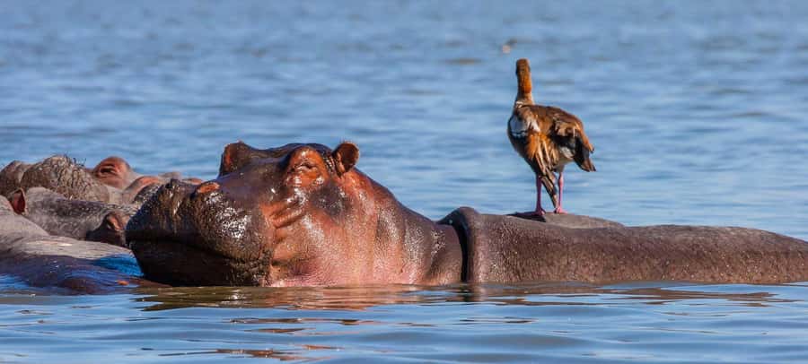 Day Trip: Hell's Gate Bike Ride & Lake Naivasha Boat Ride - What the $34 price really means