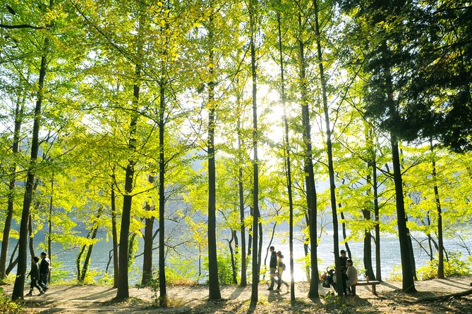Day Trip to Nami Island with Rail bike and The Garden of Morning Calm - Is $76.19 good value?