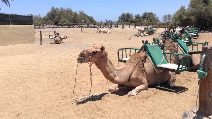 E-Bike City Tour included Camel Tour inside Maspalomas Dunes - Bringing children and managing the age rules