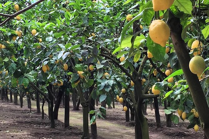 E-Bike Food and Wine Tour in the Sorrento Peninsula - Schiazzano and the family farm at Il Turuziello