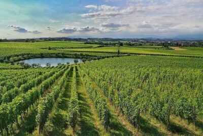 E-Bike tour and Wine tasting from Desenzano Inland
