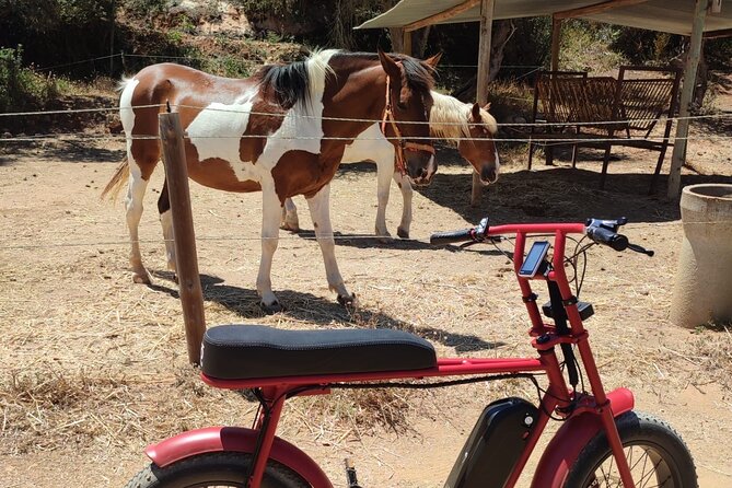 E-Bike Tour in Albufeira - Guide style and group setting