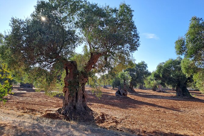 E-bike tour in Ostuni. Oil mill, Dolmen and huge olive trees - Is the route good for children and beginners?