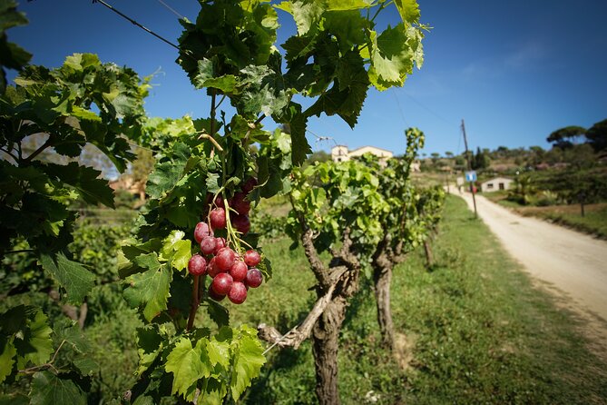 Ebike Tour, Winery, Wine Tasting & Sailing Experience(car option) - Price, timing, and cancellation details