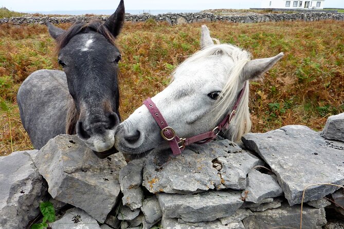 Electric biking on Inishmore island. Aran island. Self-guided. Full day. - What rainy weather does to the experience