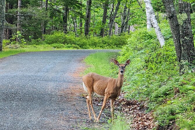 Fat Tire E-Bike Rental in Bar Harbor - The value of $86 per person