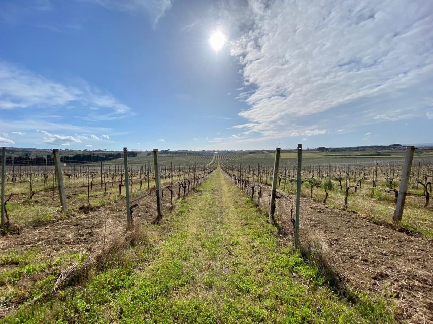 Frascati: Tour in E-Bike with Wine Tasting - Who Should Book This Frascati Ride?