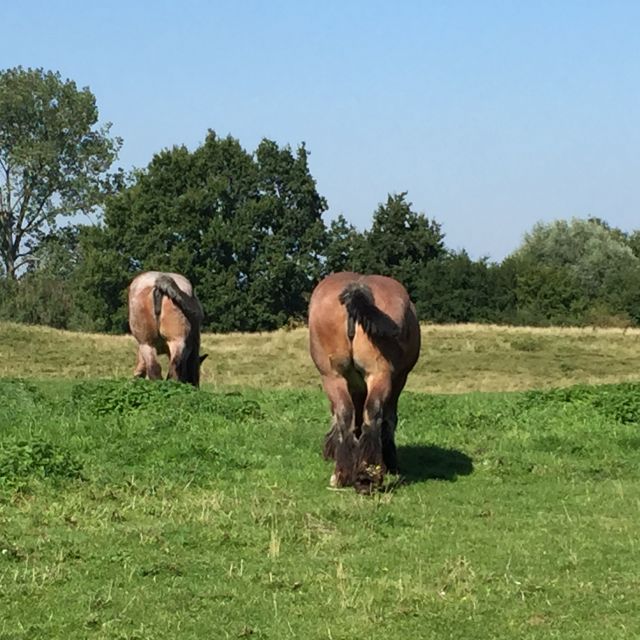 From Bruges: Family-Friendly Countryside Guided Bike Tour - Key points at a glance