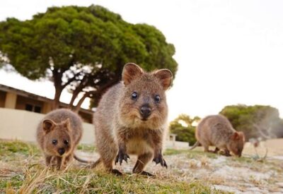 From Fremantle: Rottnest Island Ferry and Bike Day Tour