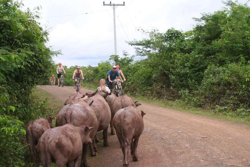 From Luang Prabang: Guided Mountain Bike Tour with Lunch - What the 14-kilometer ride really feels like
