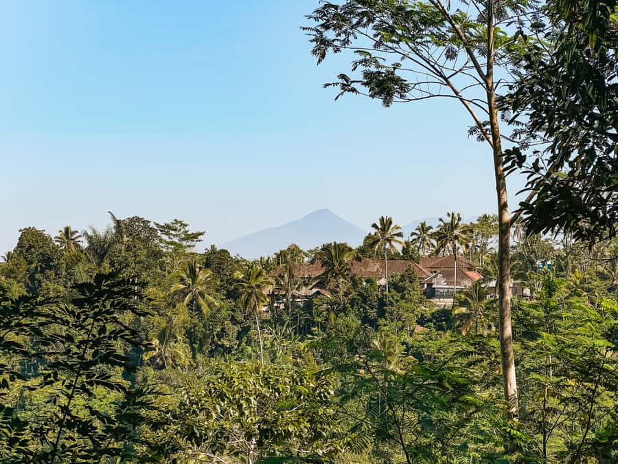 From Ubud: Downhill Bike Tour with Rice Terraces and Meal - Rice terraces and the subak irrigation system
