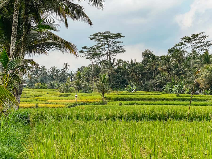 From Ubud: Downhill Bike Tour with Rice Terraces and Meal - Lunch in Ubud and the value of the package