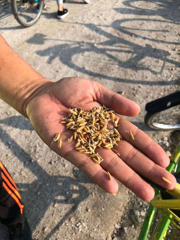 George Town: Balik Pulau Countryside Morning Cycling Tour - Key points to know before booking