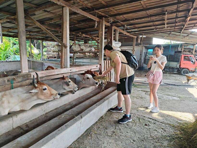 George Town: Balik Pulau Countryside Morning Cycling Tour - Riding through paddy fields and village roads