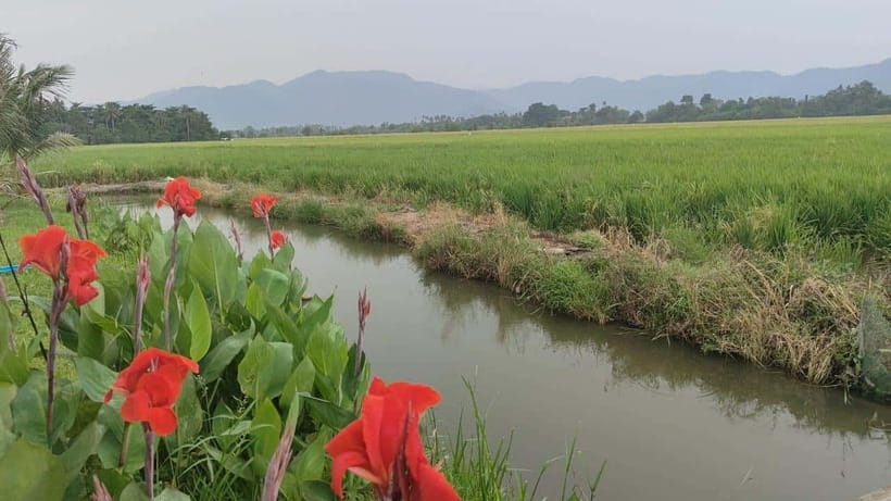George Town: Balik Pulau Countryside Morning Cycling Tour - The morning transfer from George Town