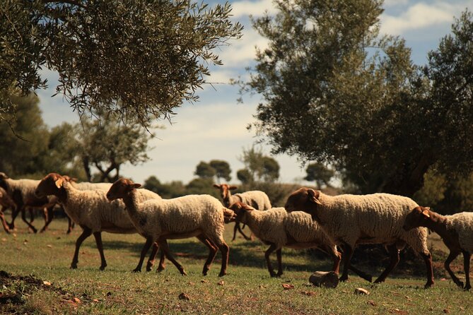 Granada: Nature, Wildlife and Authentic Villages E-bike Tour - Is $93 good value?
